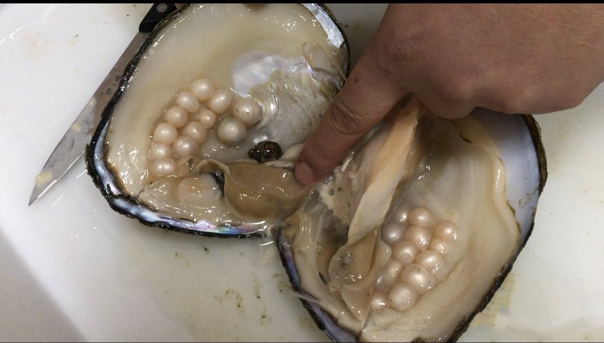 a mussel contains many pearls, no nuclear image