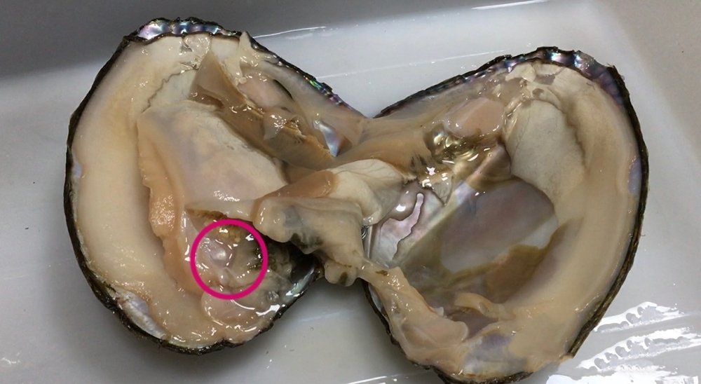 Edison pearl mussel contain a pearl,nuclear image