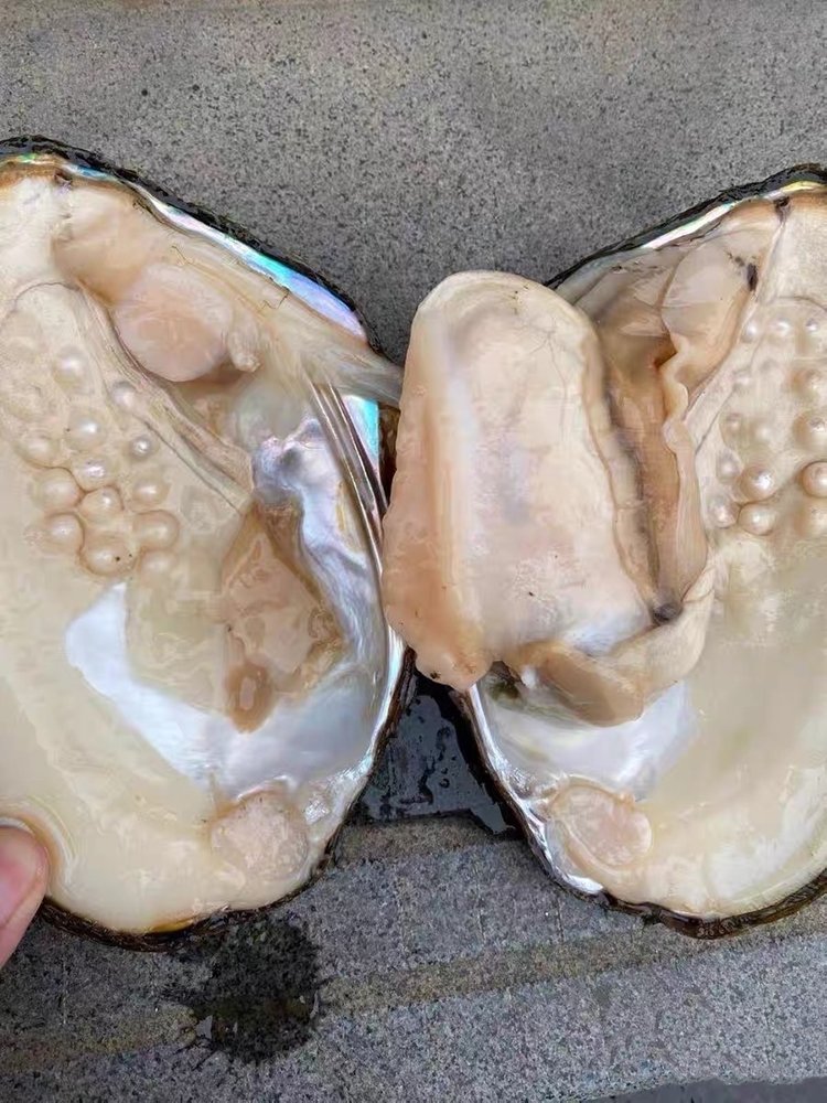 freshwater pearls mussel contains many perals,nuclear image
